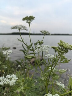湖畔野花绽放的自然景致