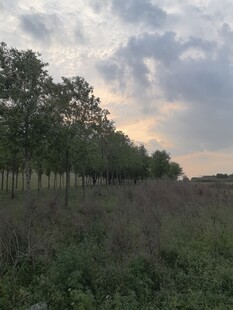 田野树林间的黄昏美景