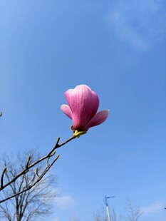 枝头粉玉兰绽放