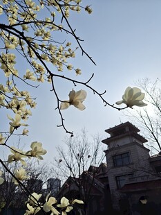 玉兰花下的中式建筑美景