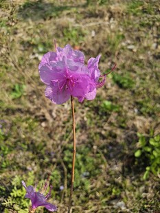 田野中的紫色美丽花朵