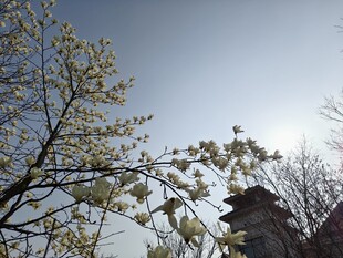 春日繁花映古建