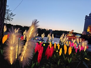 梦幻灯光植物景观展示