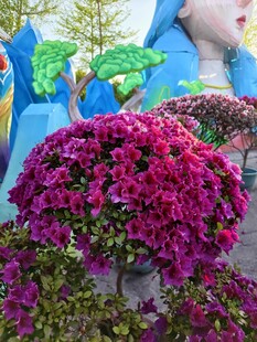 艳丽繁花与背景雕像相映