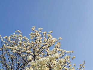 蓝天映衬下的繁花满树