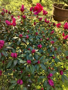 艳丽绽放的红杜鹃花丛