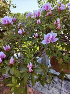 盛开的紫色花卉景观