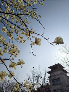 春日繁花映古建筑