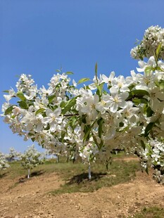 春日繁花盛开的苹果树