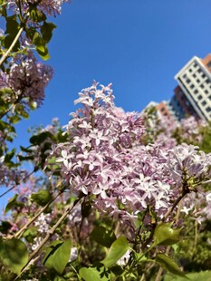 蓝天紫花与高楼