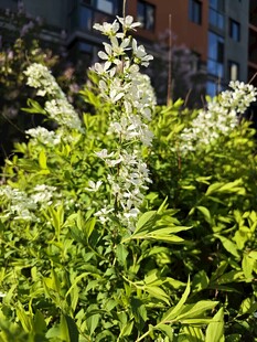 阳光下的繁茂白花植物
