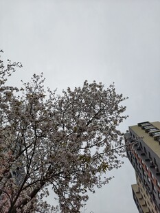 城市中绽放的繁花树木