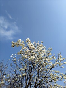 蓝天繁花