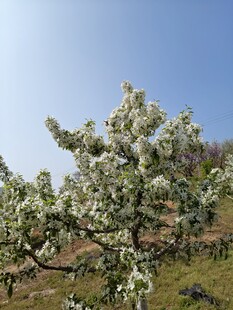 盛开的苹果树