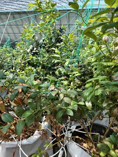 温室中的繁茂植物景观