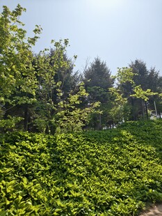 绿意盎然的树林与植被