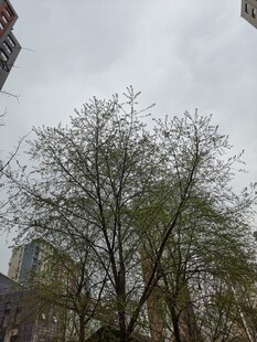 城市中春意盎然的树木