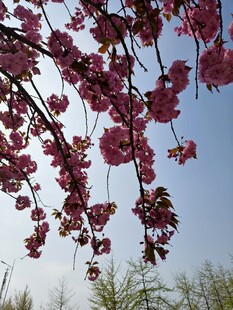 枝头绽放的娇艳粉色花朵