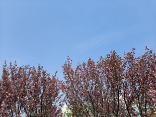 春日繁花树木蓝天景致