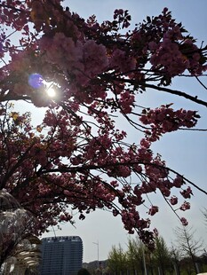 春日繁花枝头