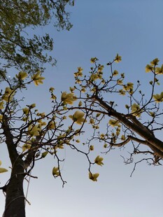 蓝天映衬下的繁花树木