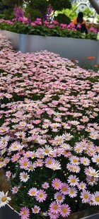 地面铺满粉色落花美景