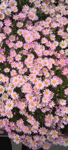 小雏菊