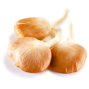 秀珍菇