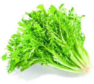 新鲜嫩绿苦苣菜