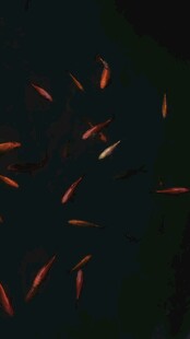 水中游动的红色小鱼群