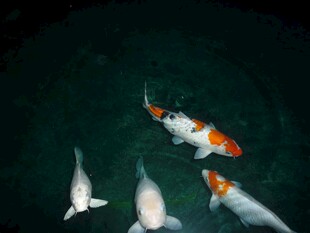 水中锦鲤悠游