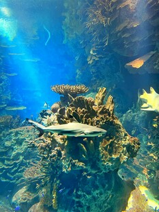 水族馆内游动的美丽鱼类
