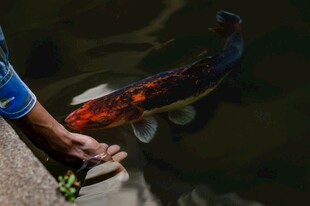 人喂锦鲤于水边
