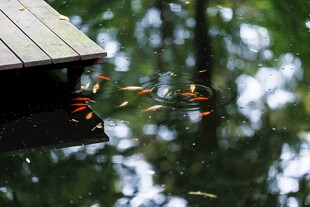 屋檐下的多彩翠鸟
