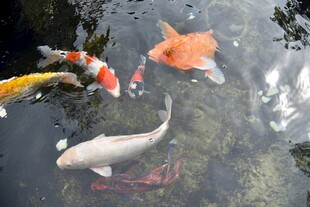池塘中游动的多彩锦鲤