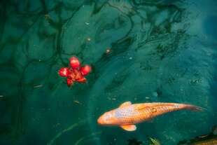 水中锦鲤与红色果实