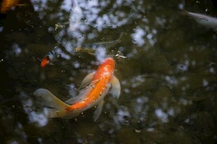 池塘中的美丽橙色锦鲤