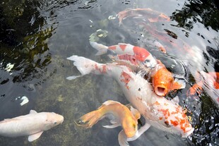 池塘中游动的多彩锦鲤