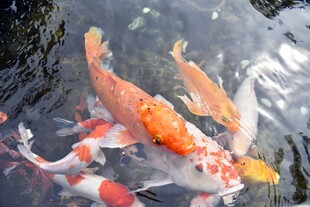 池塘中游动的多彩锦鲤