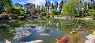 池塘锦鲤鱼景
