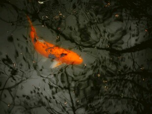 水中锦鲤游弋于倒影间