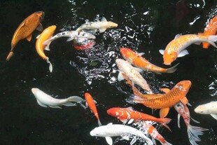 池塘锦鲤戏水图