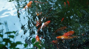 池塘中游动的多彩锦鲤