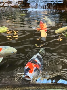 池塘中游动的多彩锦鲤