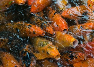 油炸小鱼