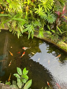池塘锦鲤伴绿植景观