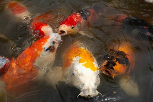 水中锦鲤嬉戏图