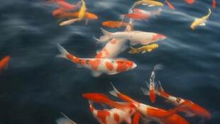 池塘中游动的多彩锦鲤