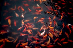 池塘中密集的红色锦鲤
