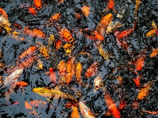 池塘灵动多彩锦鲤鱼群